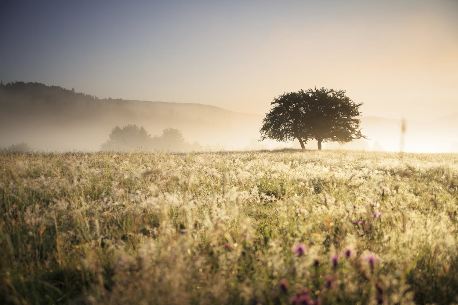 header_meadow_tree